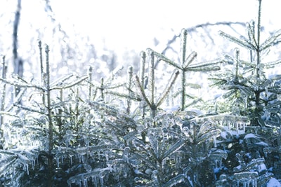 Plants of grayscale image is covered with snow
